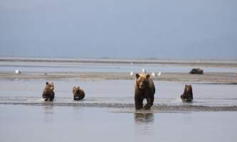 Alaska bear adventures IMG 0003