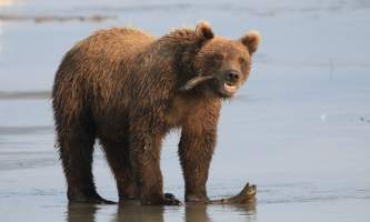Alaska bear adventures IMG 1362