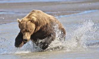 Alaska bear adventures IMG 3492
