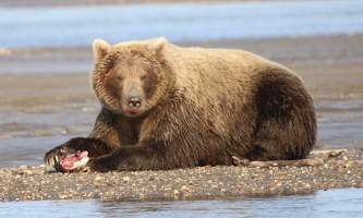 Alaska bear adventures IMG 9634