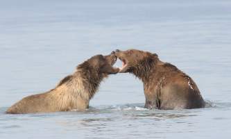 Alaska bear adventures IMG 9898