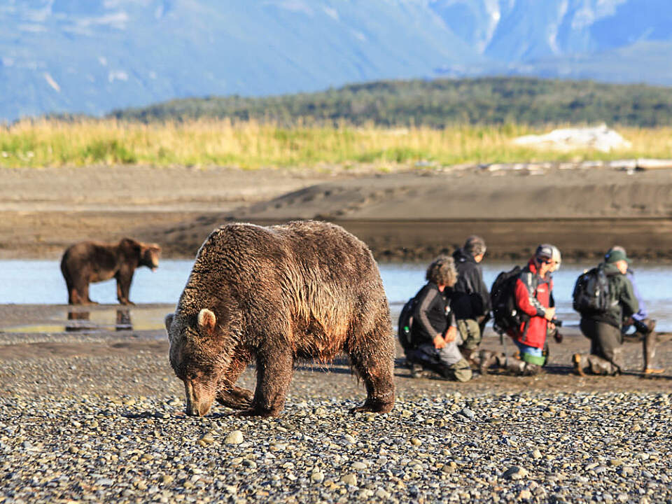 A group watches bears on the beach