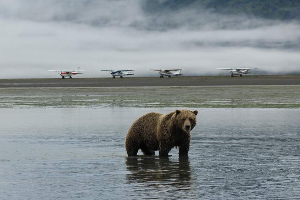 Safely view and photograph bears in their natural habitat