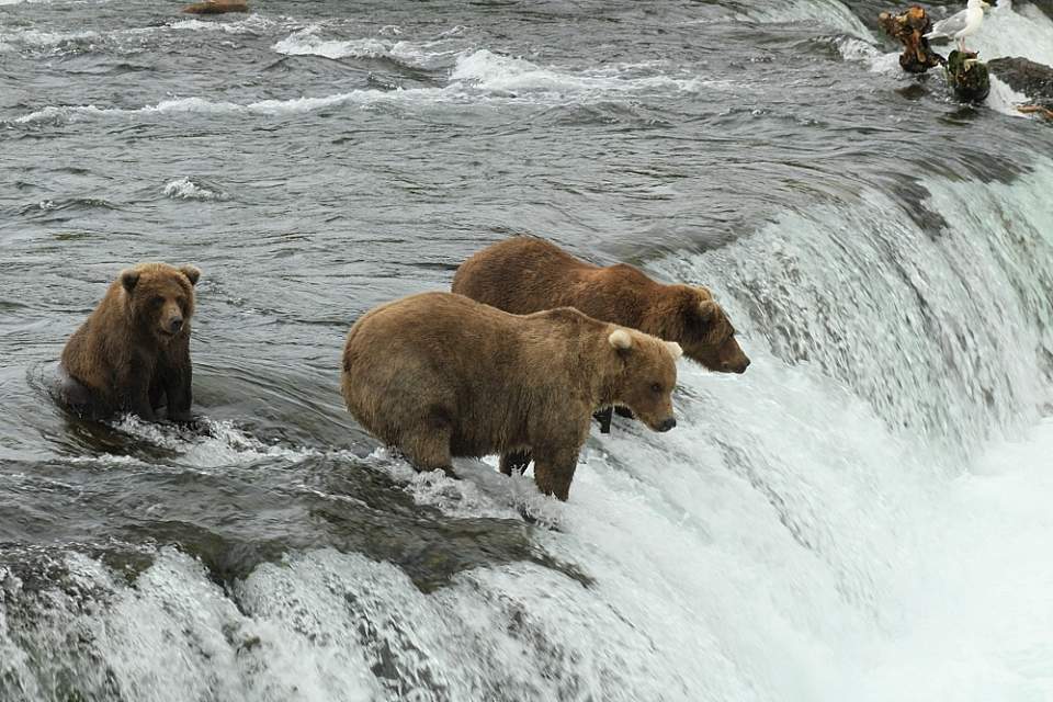 Brooks Falls in Katmai National Park