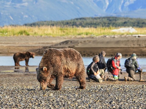 Safely view and photograph bears in their natural habitat