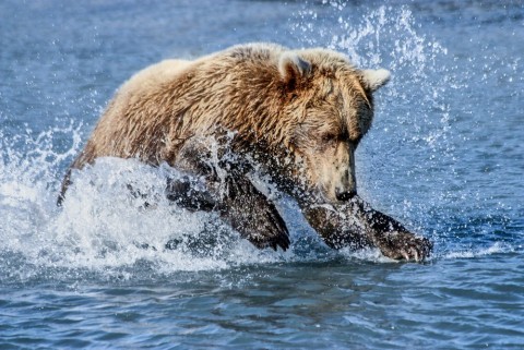Bear behavior changes based on time of year. Watch them fish or dig for clams
