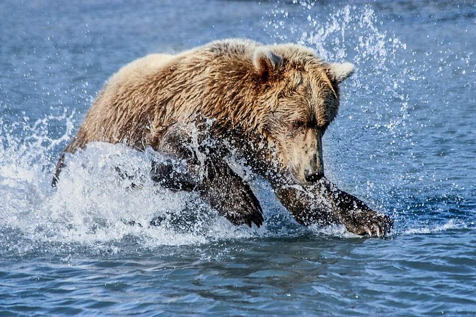 Bear behavior changes based on time of year. Watch them fish or dig for clams