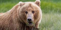 Alaska By Air: Bear Viewing