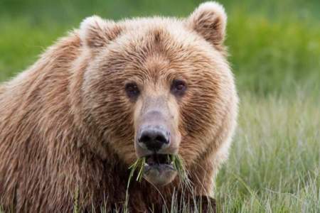 Alaska By Air: Bear Viewing