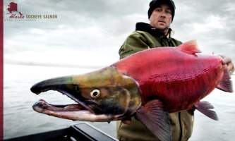 Alaska Mark w sockeye Alaska Fishing with Mark Glassmaker