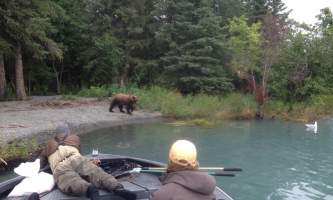 Alaska bearpics Alaska Fishing with Mark Glassmaker