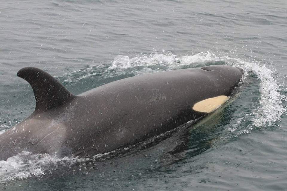 Aboard M/V Darby, can view majestic wildlife