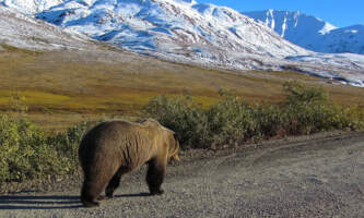 Bear on Road Credit NPS Madeleinealaska geographicalaska org alaska geographic roadside naturalist tour