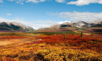 Savage Fall Colors Credit NPS Madeleinealaska geographicalaska org alaska geographic roadside naturalist tour
