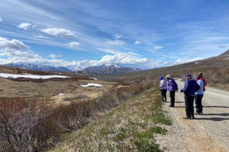 Roadside Naturalist Field Course with Alaska Geographic
