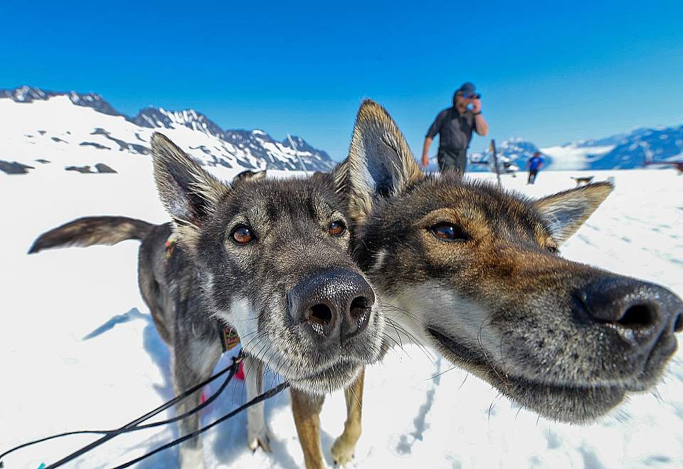A close up on the faces of two sled dogs.