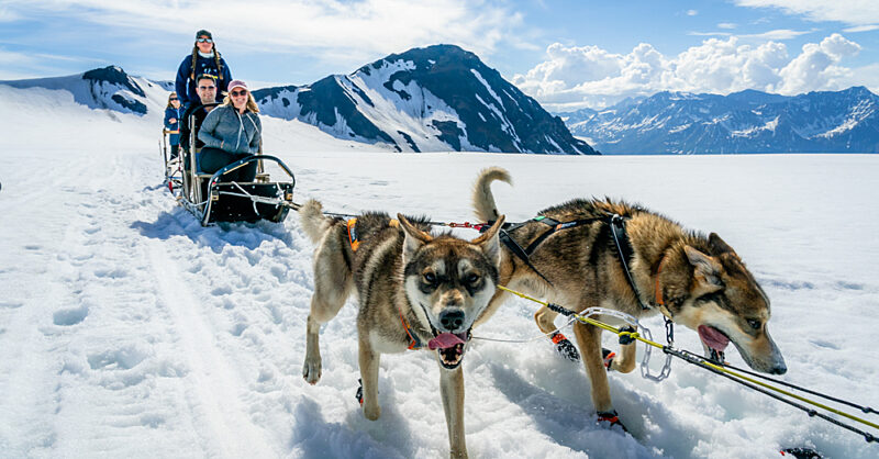 Alaska Sled Dogs Seward Dog Sledding In Alaska Alaska Helicopter Tours