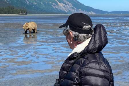 Alaska Helicopter Tours Bear Viewing