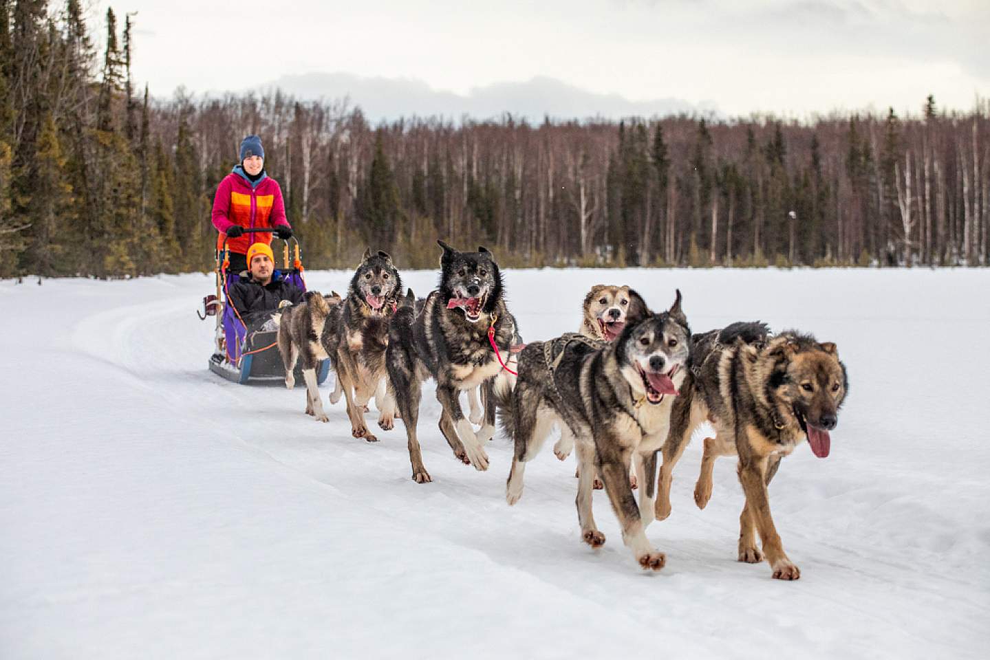 Experience the famous Iditarod route