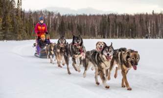 3661alaska mushing school alaska org
