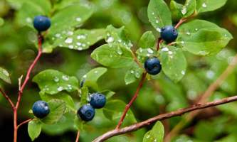 Alaska Nature Guides Survival Tour 32019