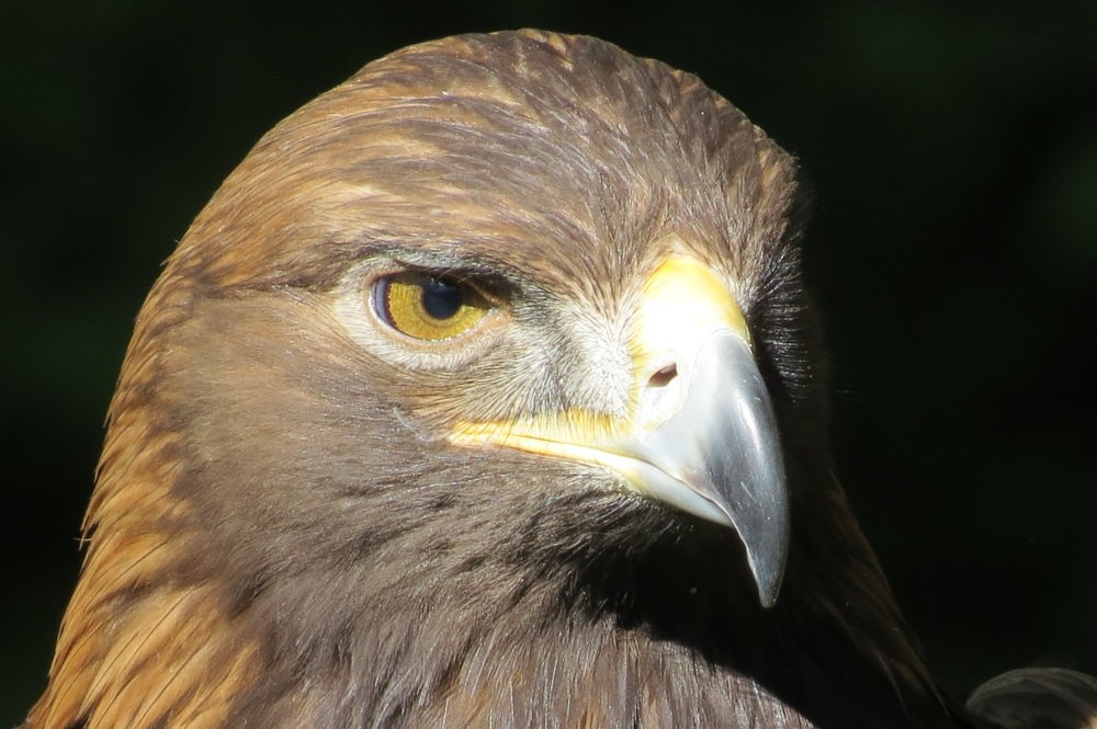 Alaska Raptor Center | Stop in Sitka and Learn About… | ALASKA.ORG