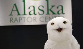 11 of 15 alaska raptor center Snowy owl Qigiq 2017 Jennifer Cross alaska untitled