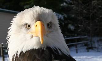Alaska raptor center Adult bald eagle Sitka 2017