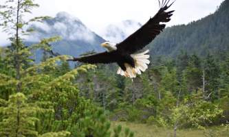 Alaska raptor center wild eagle release 2017