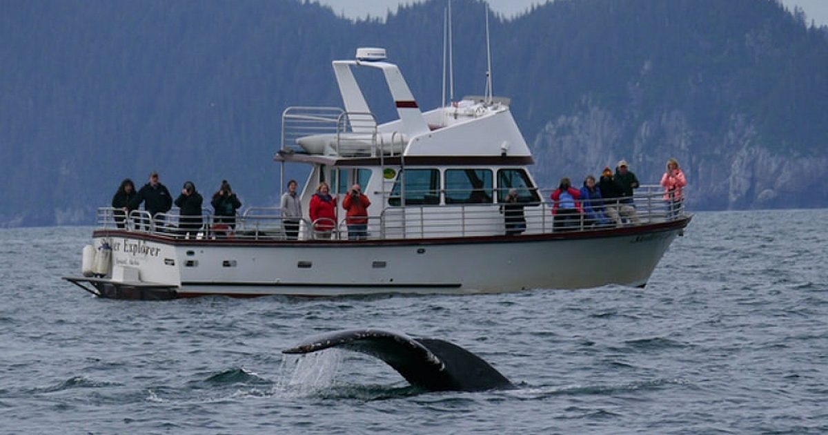 Seward & Kenai Fjords Whale Watching Tours | ALASKA.ORG