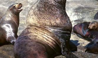 Eric Miller Sealion