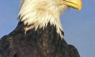 Eric Miller bald eagle