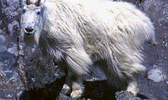 Eric Miller mountain goat