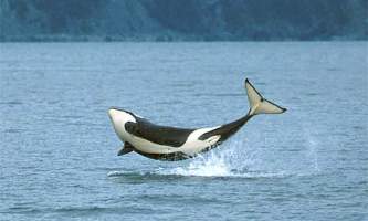 Eric Miller orca breach