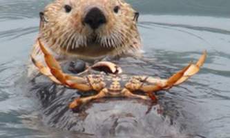 Alaska saltwater lodging Crabby Otter alaska saltwater lodging