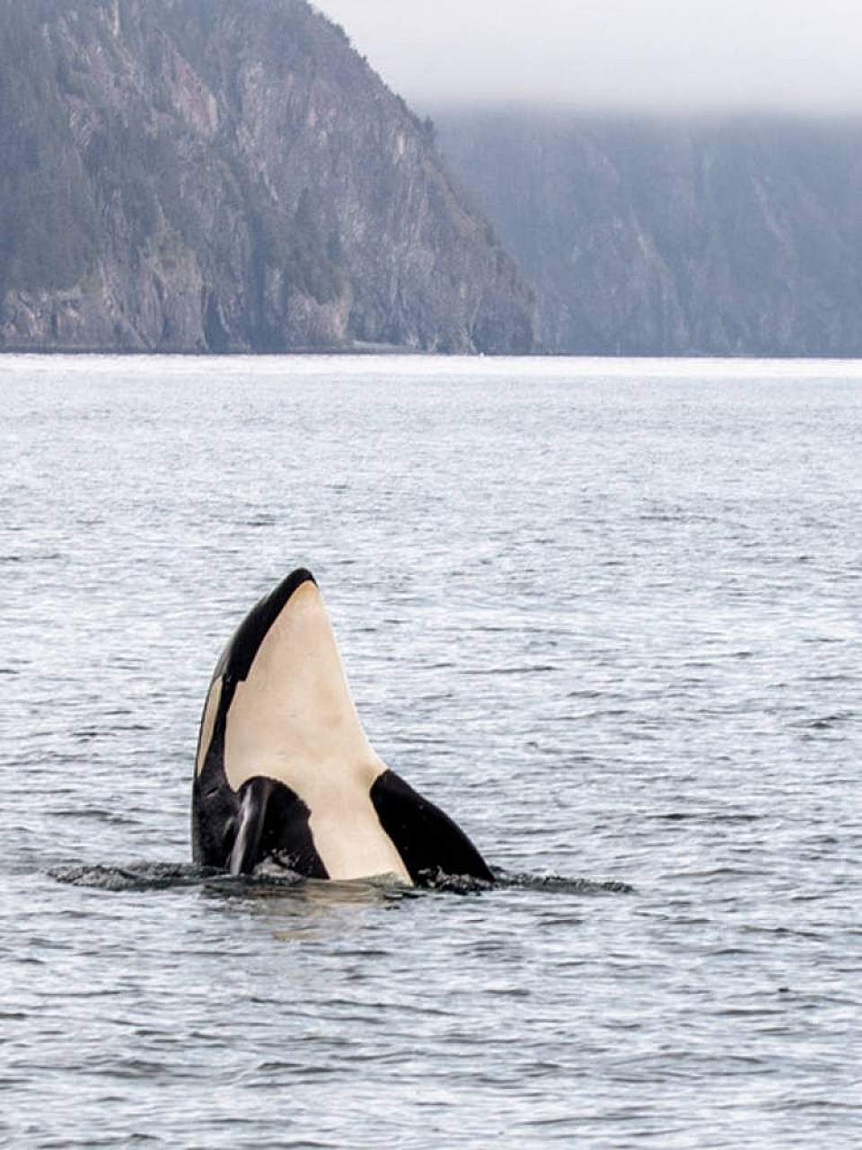 Orca Whale breaching in seward Alaska