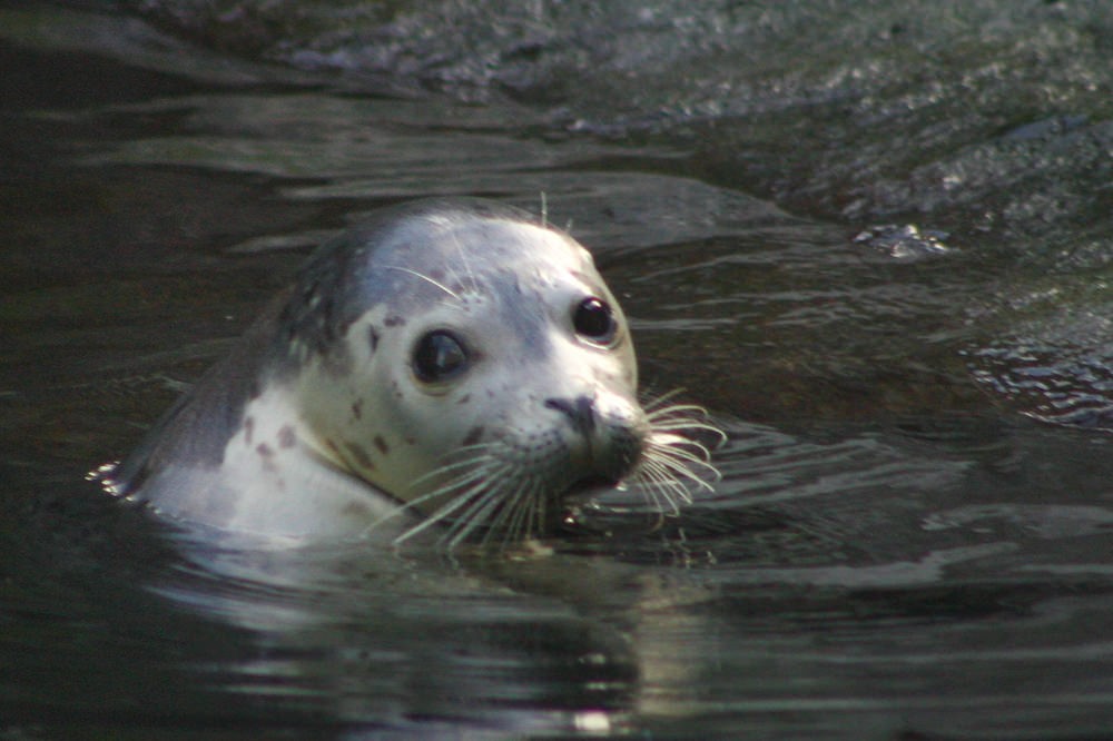 Alaska SeaLife Center | Alaska's Public Aquarium | ALASKA.ORG