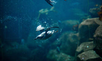Alaska Sea Life Center Bird underwater