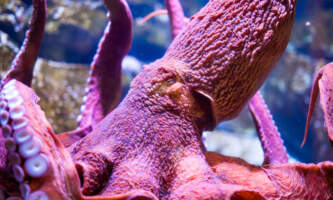 Alaska Sea Life Center Octopus