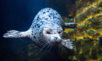 Alaska Sea Life Center Seal