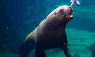 Alaska Sea Life Center SSL underwater Stellar Sea Lion