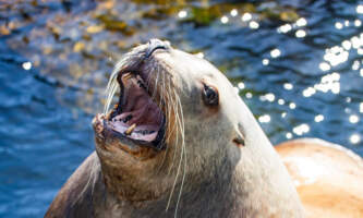 Alaska Sea Life Center SSL Stellar Sea Lion