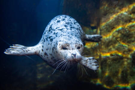 Alaska Sea Life Center Seal