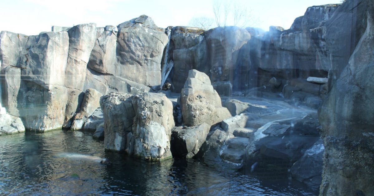 Steller Sea Lion Habitat | ALASKA.ORG