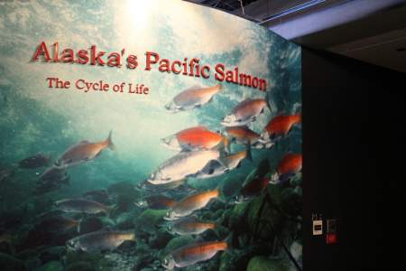 Lives of Pacific Salmon