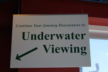 Underwater Viewing