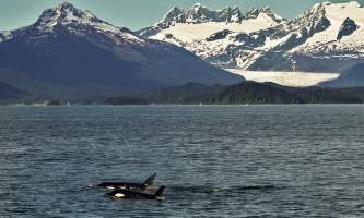 Alaska Tales Whale Watching Brian 1 E4 A0156