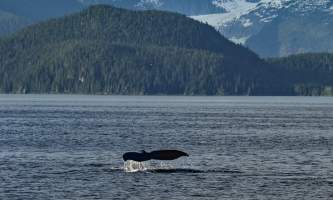 Alaska Tales Whale Watching Brian 1 E4 A7368
