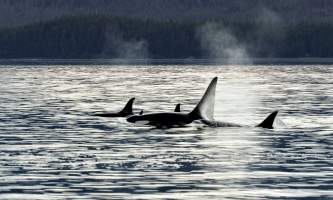 Alaska Tales Whale Watching Brian 1 E4 A9228