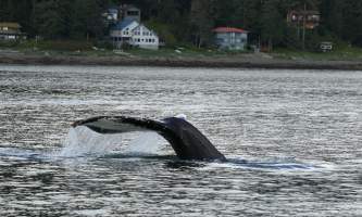Alaska Tales Whale Watching Brian 1 E4 A9480
